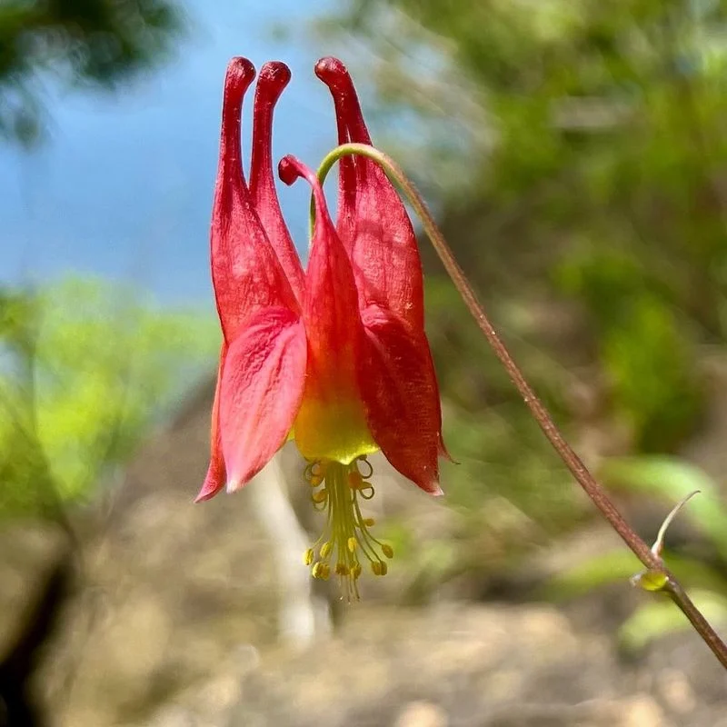 Eastern Red Columbine