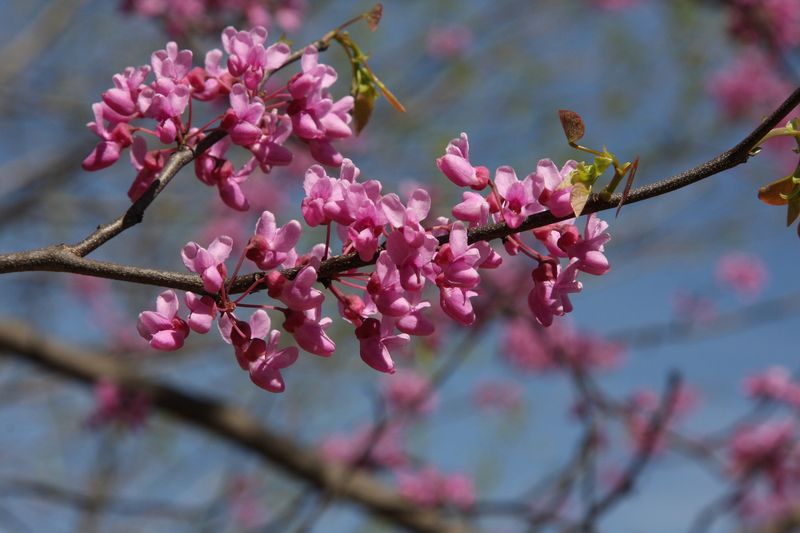 Eastern Redbud