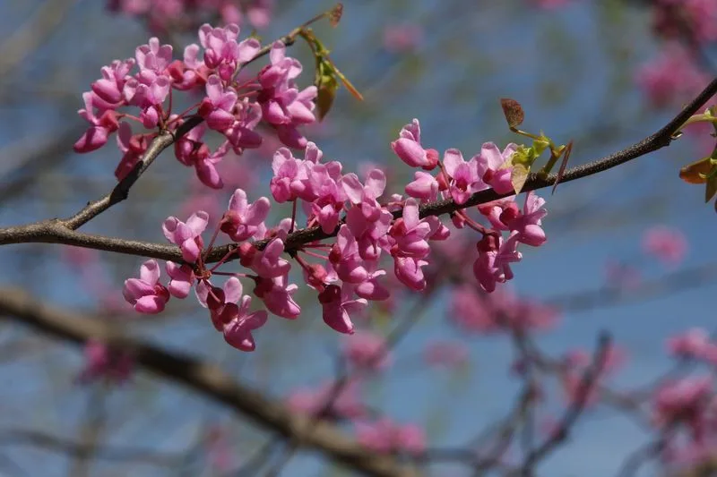 Eastern Redbud