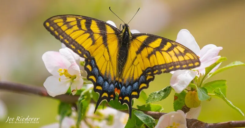 Eastern Tiger Swallowtail