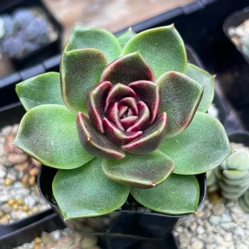 Echeveria
