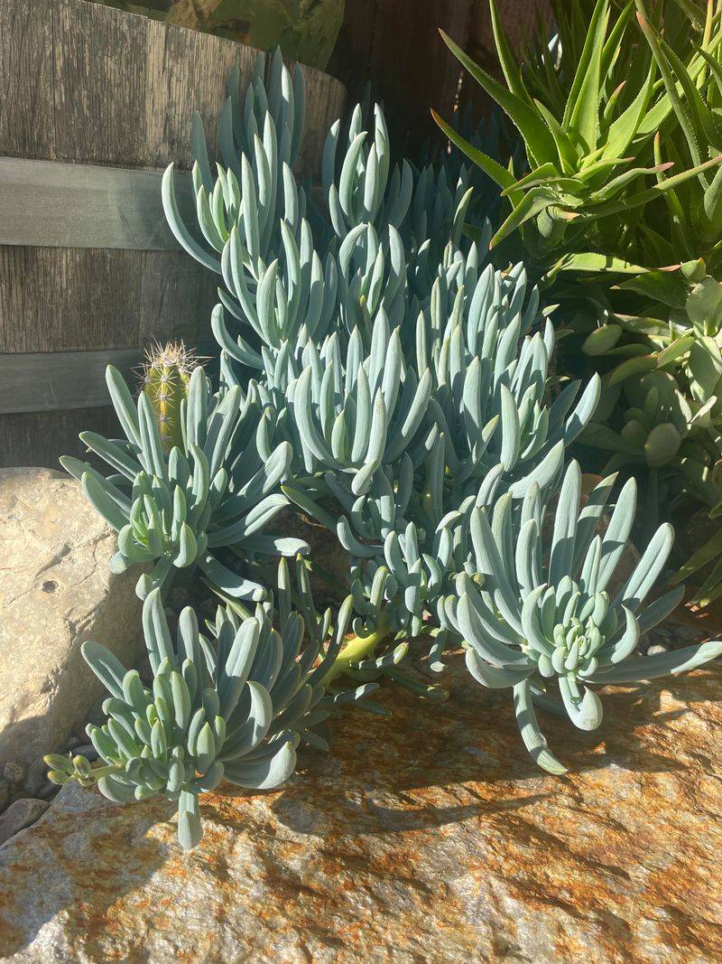 Senecio Mandraliscae (Blue Chalksticks)
