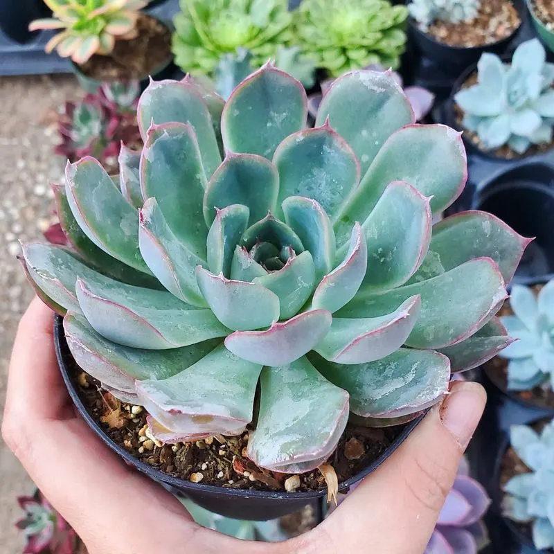 Echeveria
