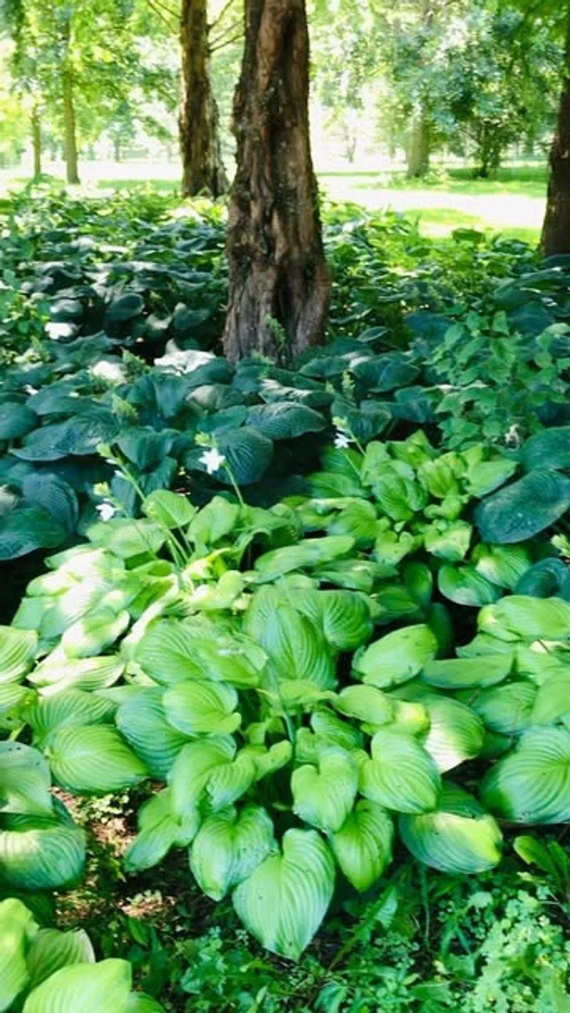 Hostas