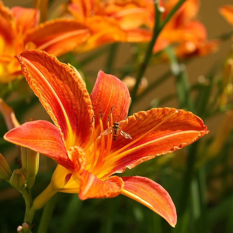 Daylilies