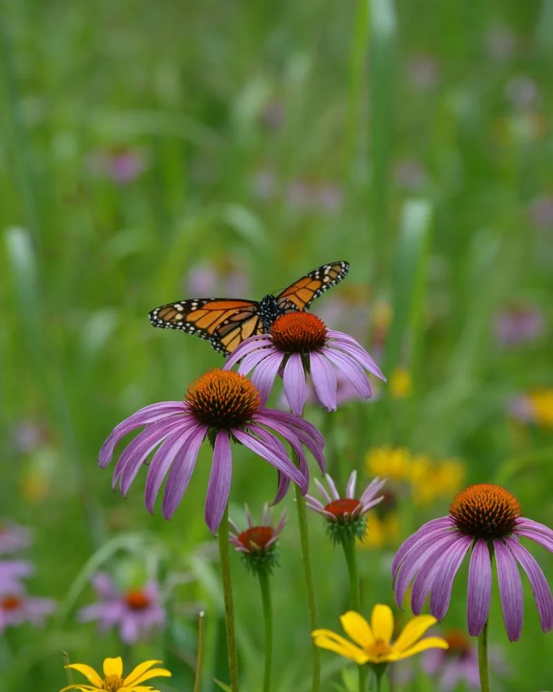 Echinacea (Coneflower)