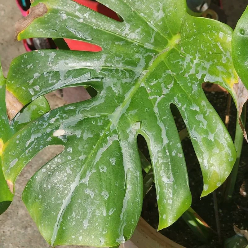 Powdery Mildew