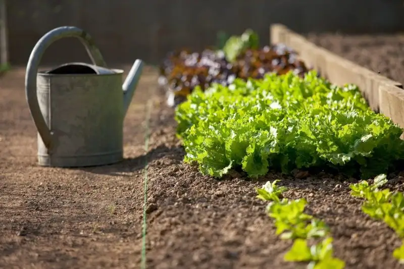Plan a Succession Planting