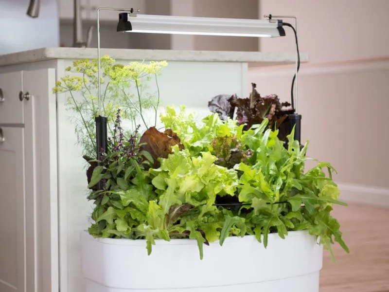 Edible Indoor Gardens