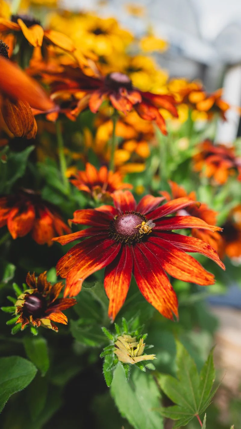 Pollinator Gardens