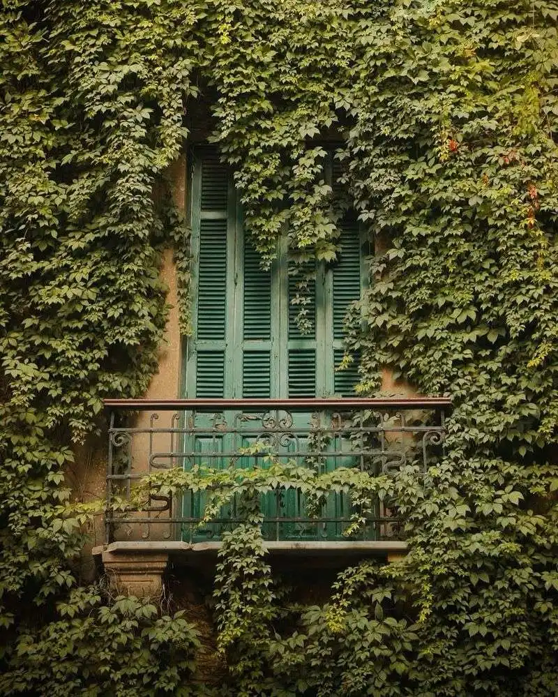 Ivy Wall