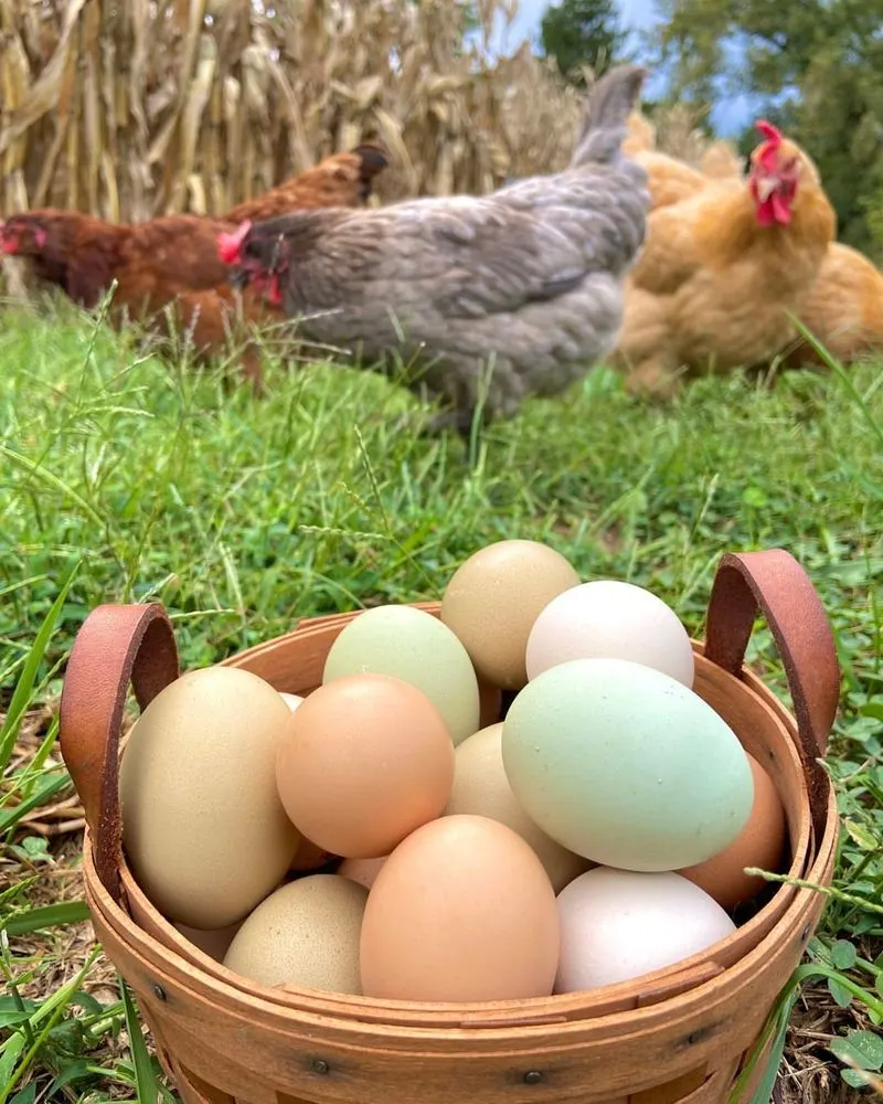 Egg Collection Basket