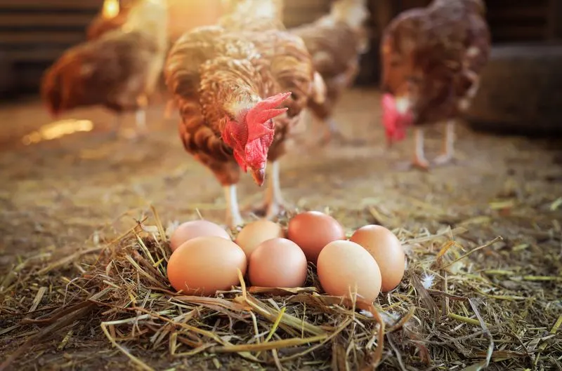 Egg Production Expectations