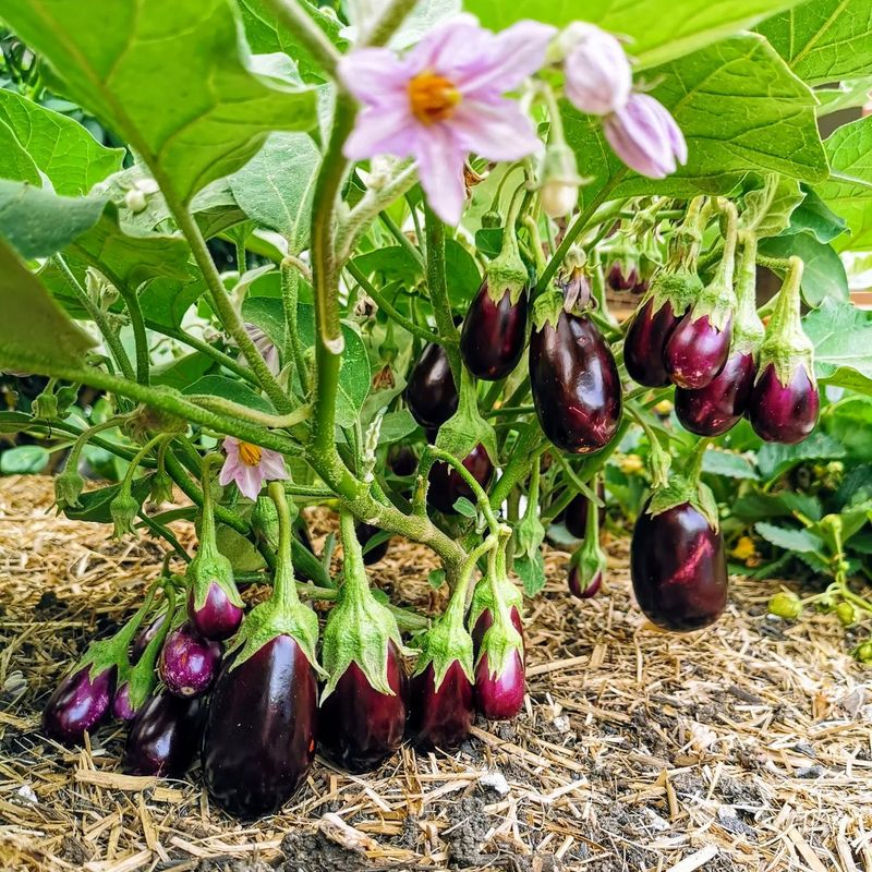 Eggplant