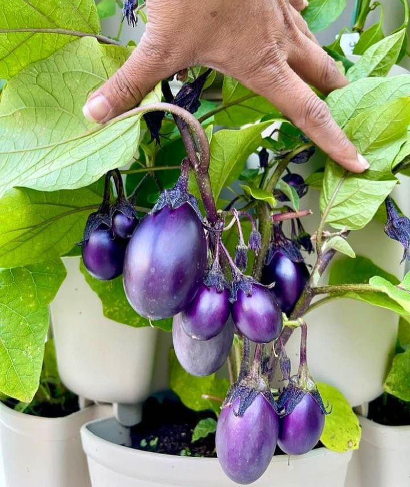 Eggplant