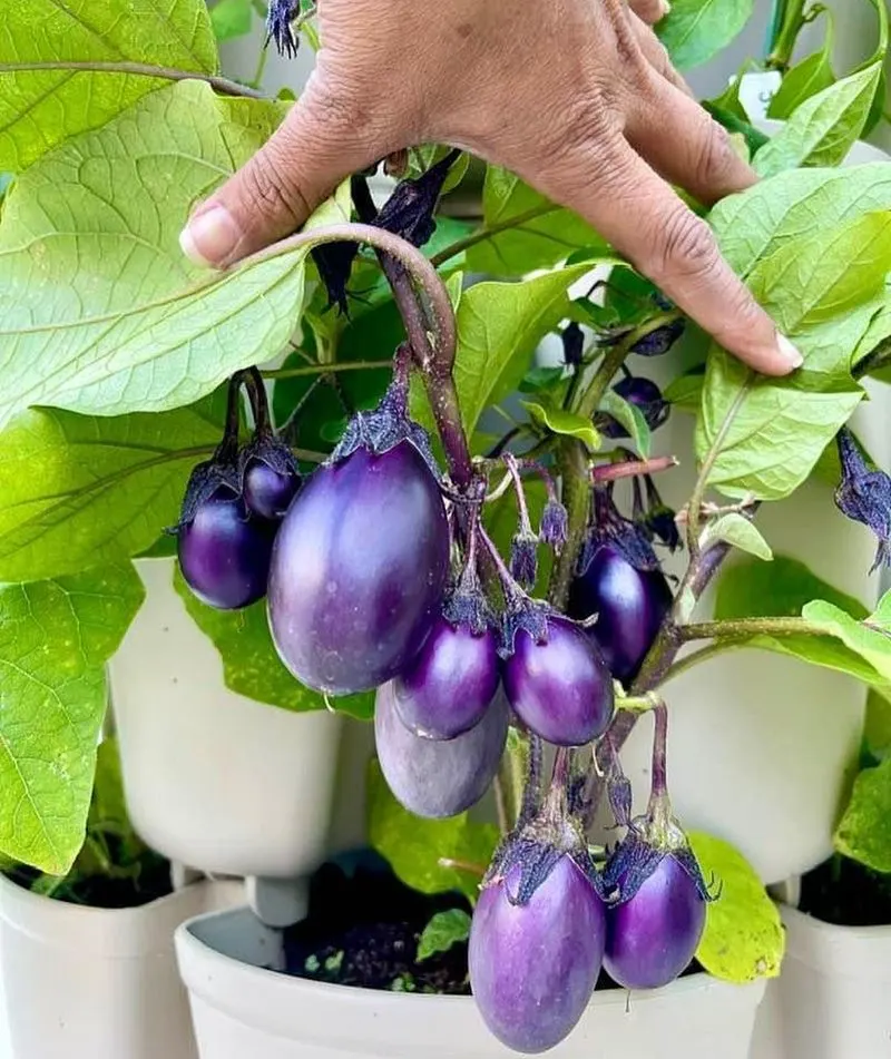 Eggplant