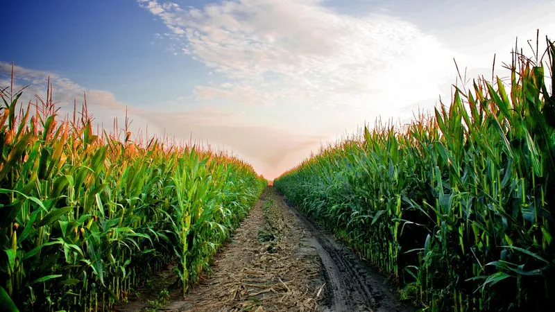 Corn