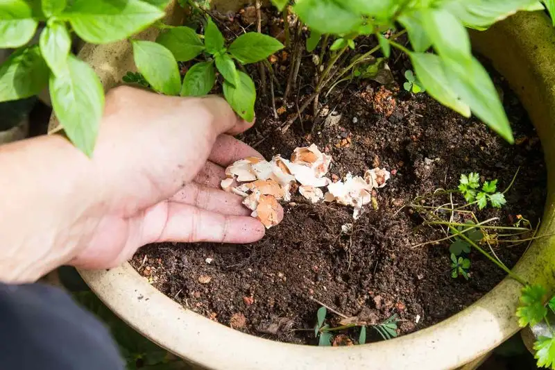 Eggshell Fertilizer