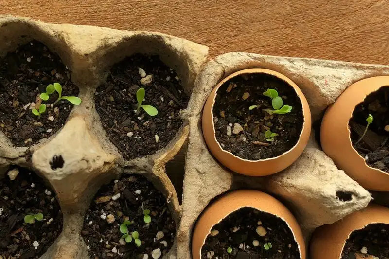Eggshell Seed Starters