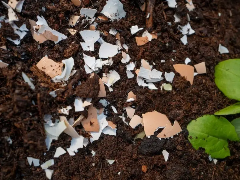 Eggshells as Pest Deterrents