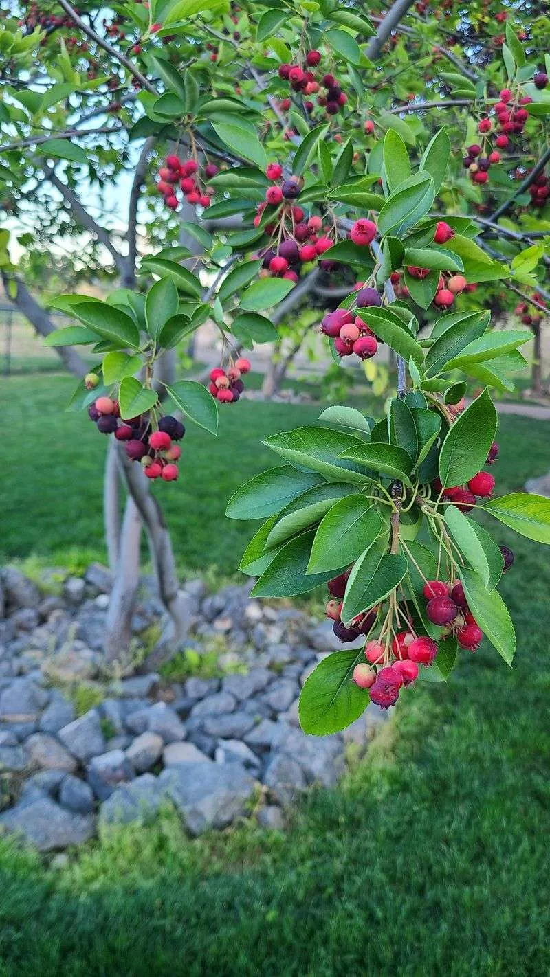 Saskatoon Berry Tree