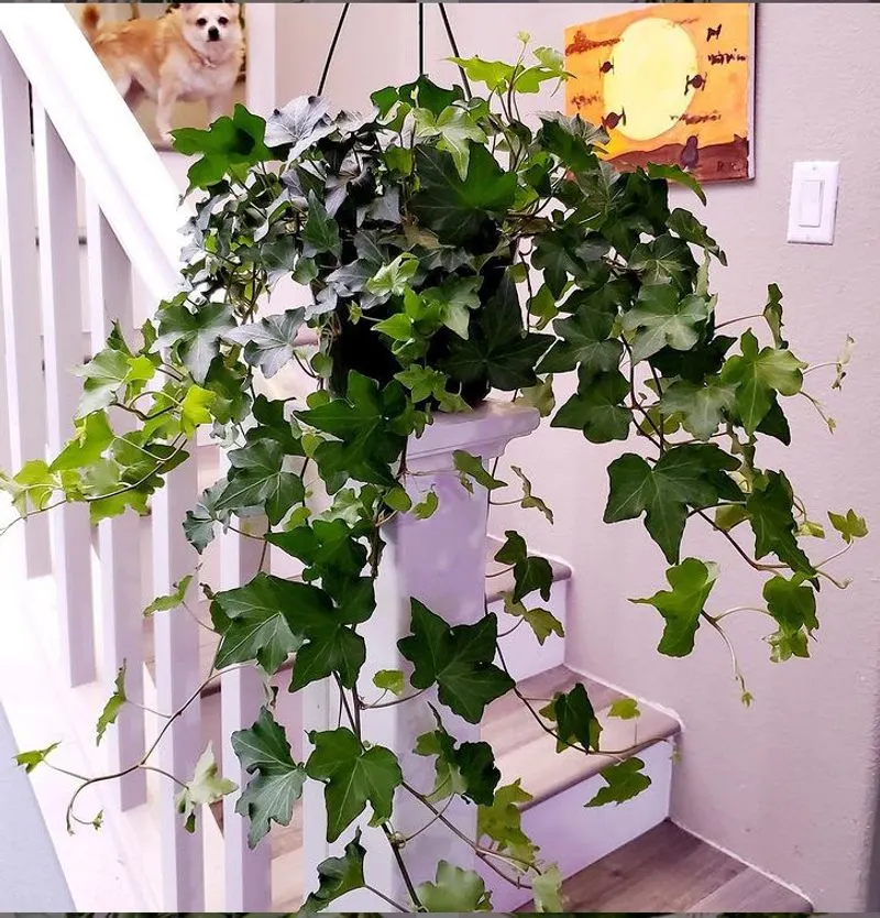 Elegant Ivy Trails