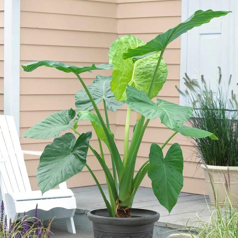 Elephant Ear