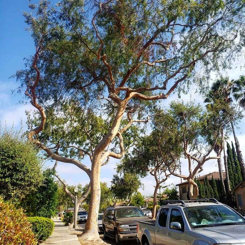 Elm Tree