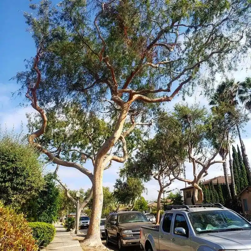 Elm Tree