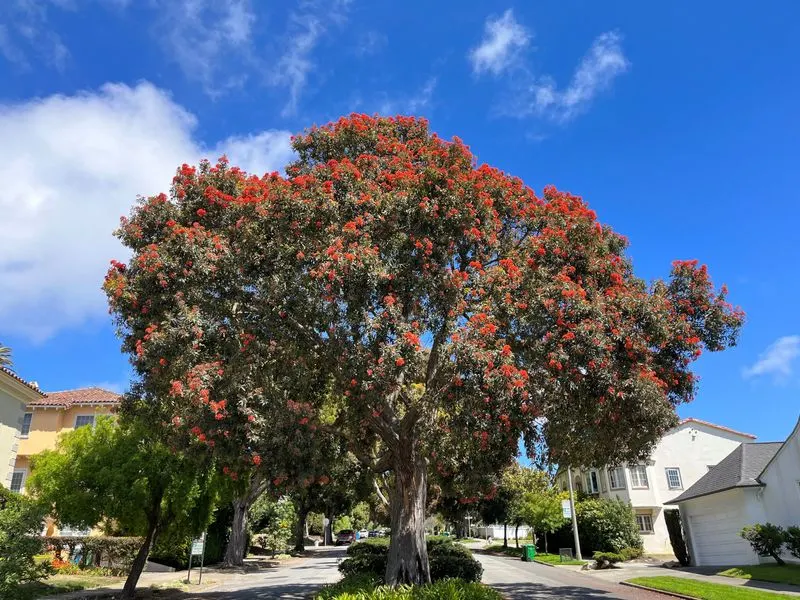 Gum Tree