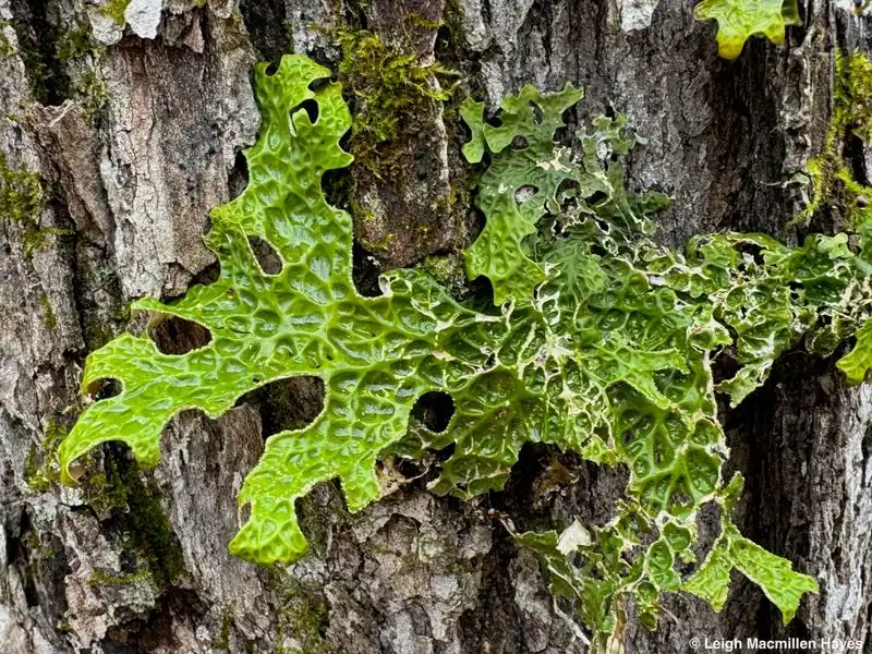 Emerald Veil Lichen