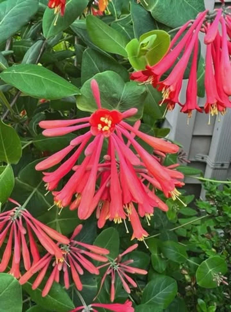 Beautiful Blooms
