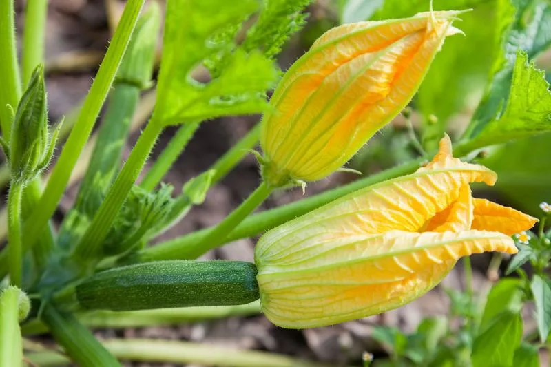Encourage Pollination