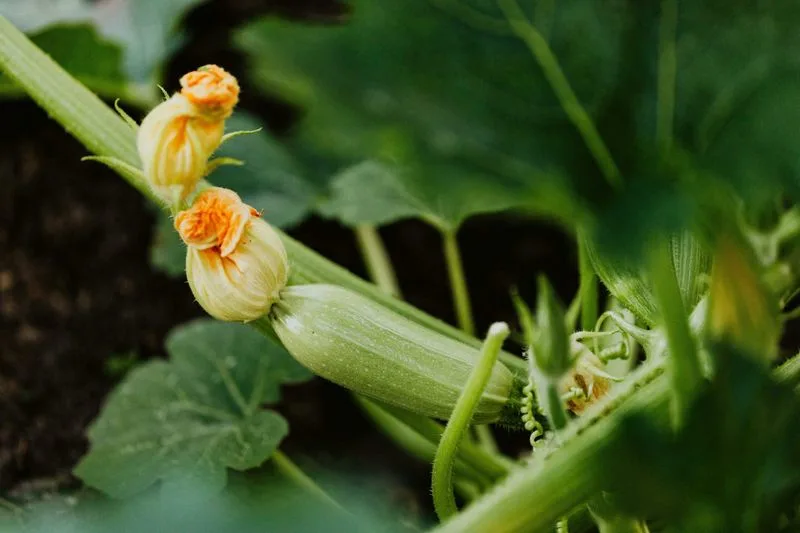 Encourage Pollination