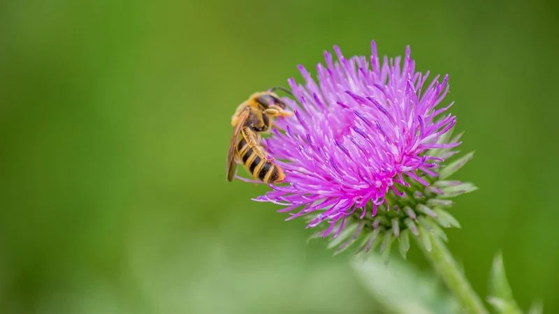 Encourage Pollinators