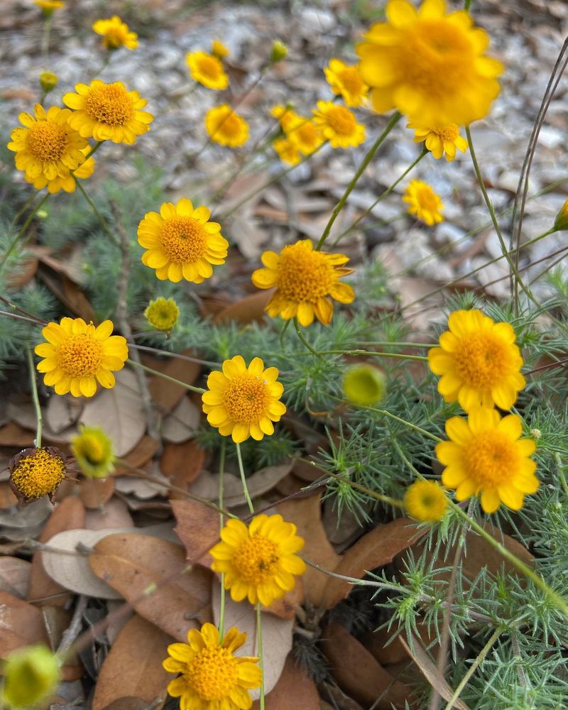 Engelmann Daisy