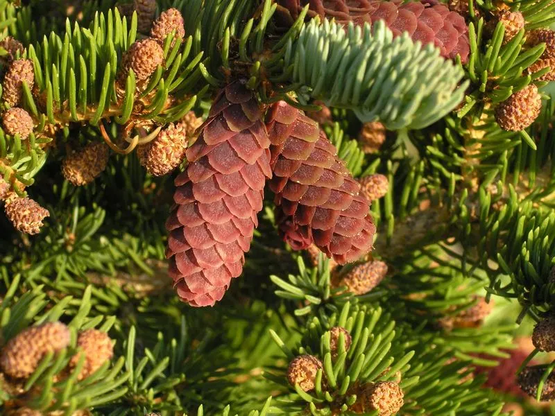 Engelmann Spruce