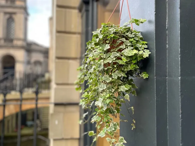 English Ivy