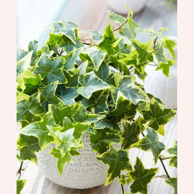 English Ivy