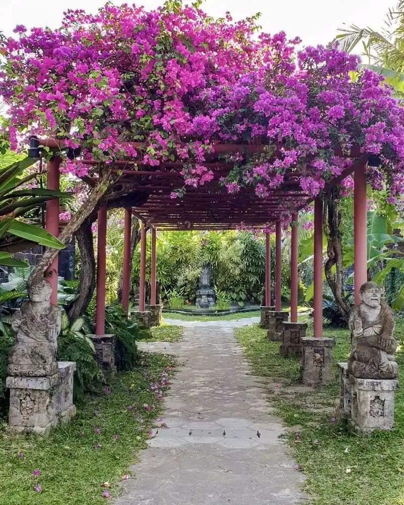 Bougainvillea