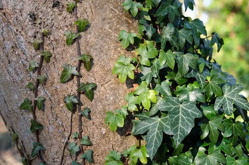 English Ivy