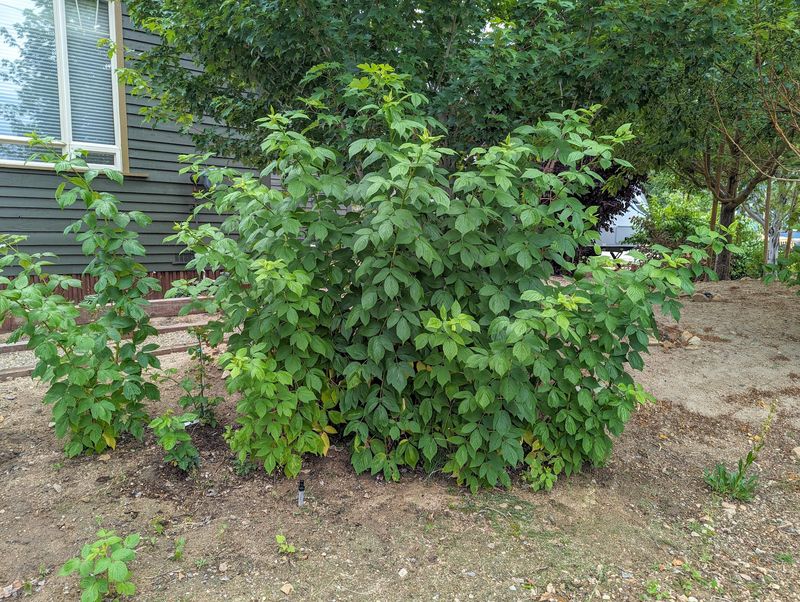 Raspberry Bushes
