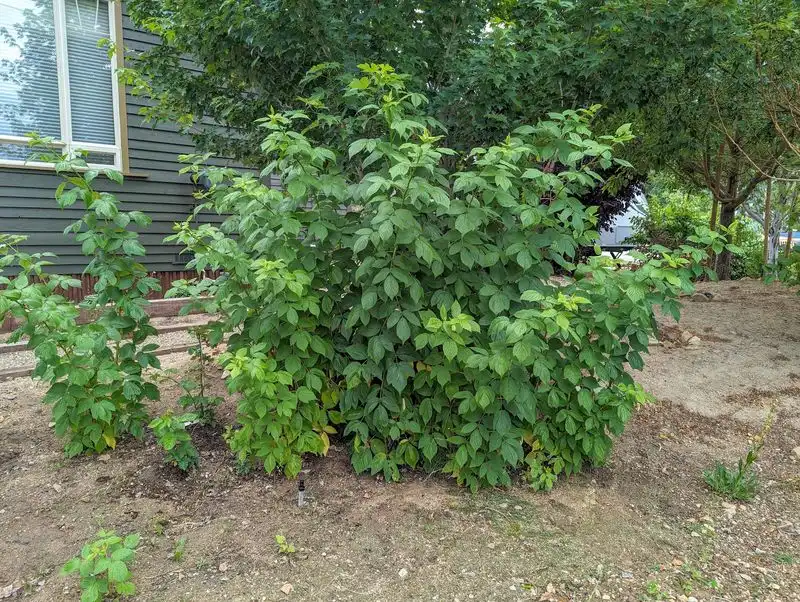 Raspberry Bushes
