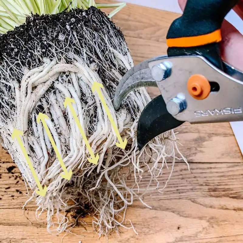 Prevention of Root-bound Conditions