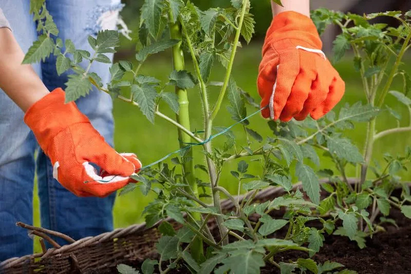 Enhancing Root Health