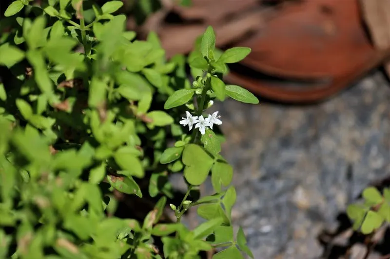 Enigmatic Aroma Confusion