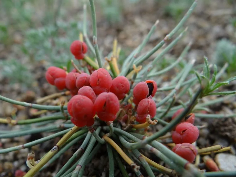 Ephedra (Ephedra sinica)