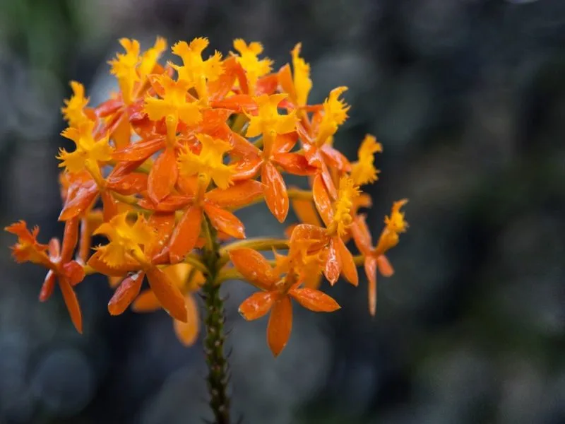 Epidendrum Orchid