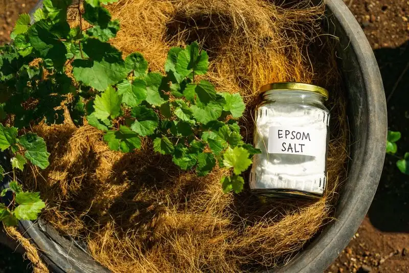 Epsom Salt for Greener Plants