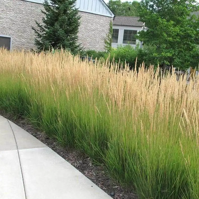 Calamagrostis acutiflora (Feather Reed Grass)